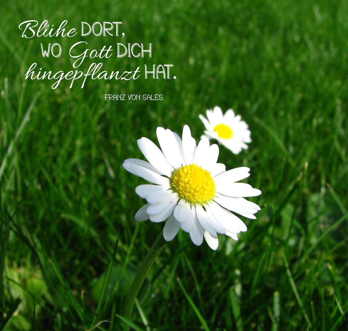 gottes-schoepfung-bewahren3630604