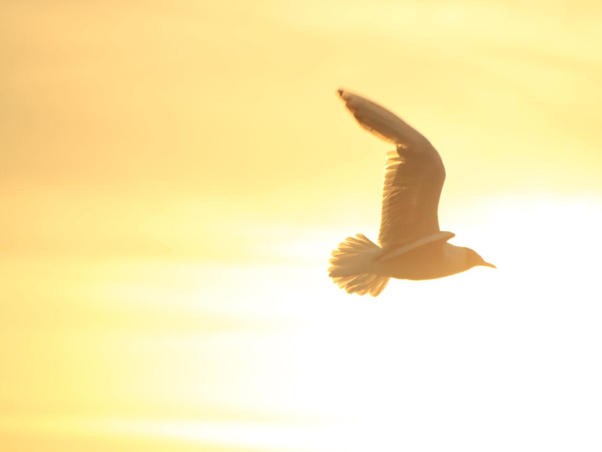 firmung-in-der-pfarreiengemeinschaft4116925