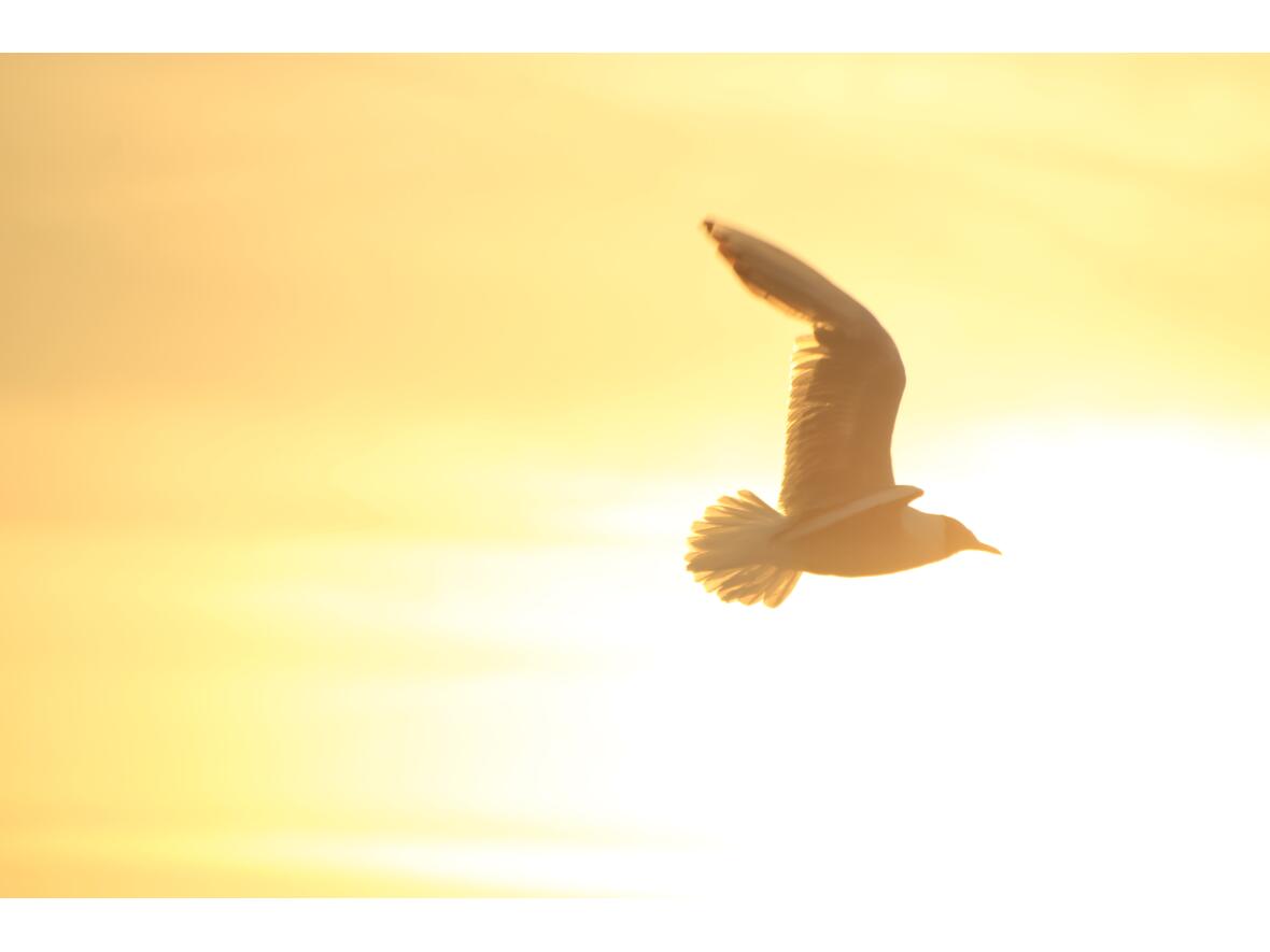 firmung-in-der-pfarreiengemeinschaft4116925